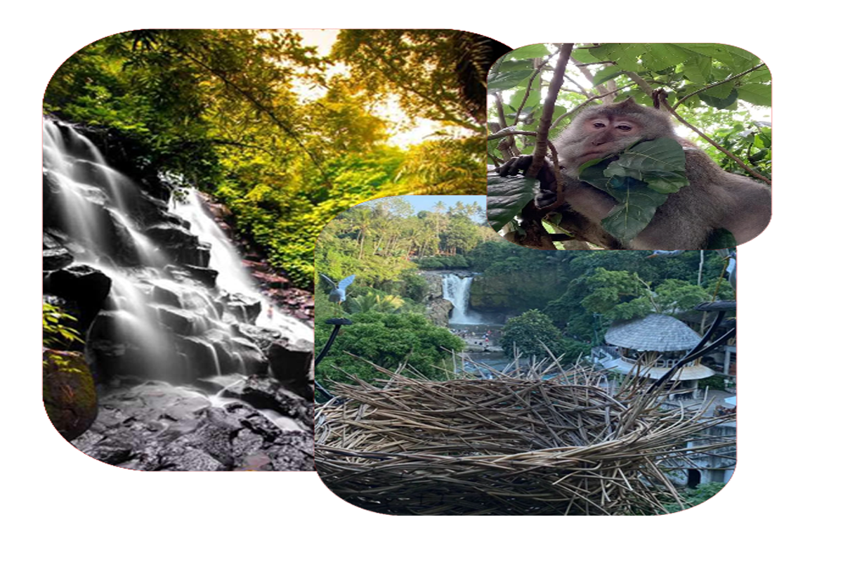 Amazing Waterfall and Monkey Forest