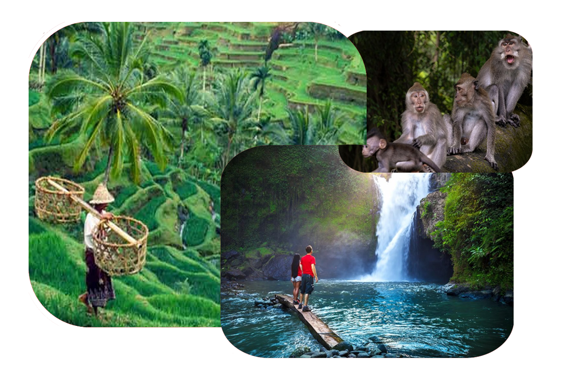 Discover Waterfall Rice Terrace and Monkey Forest